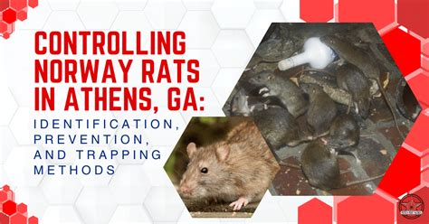 norway rat control methods